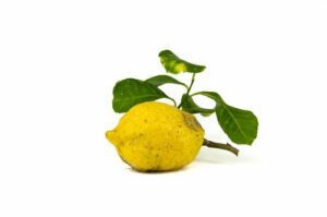 Cedri biologici
