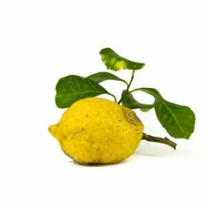 Cedri biologici