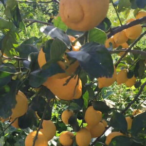 10 Kg di LIMONI